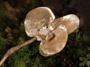 蘭舞幻境 Orchid Mirage