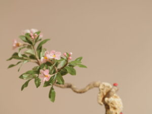 李式櫻桃花禮課程