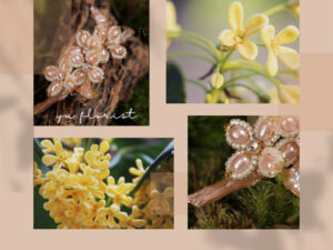 珍珠桂花材料包